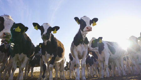 AG旗舰厅牧场航拍